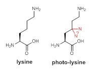 港大化學系拆解活細胞中蛋白的相互作用網路為研發嚴重疾病治療提供新方向